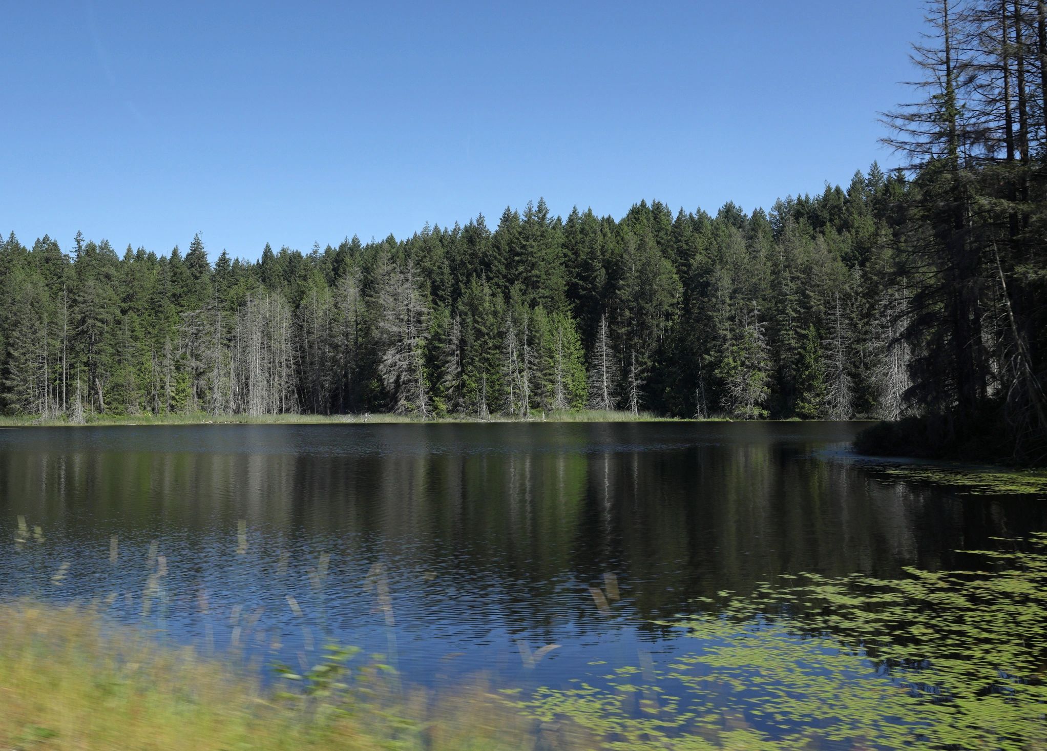 Tree-lined lake and shoreline under a clear sky